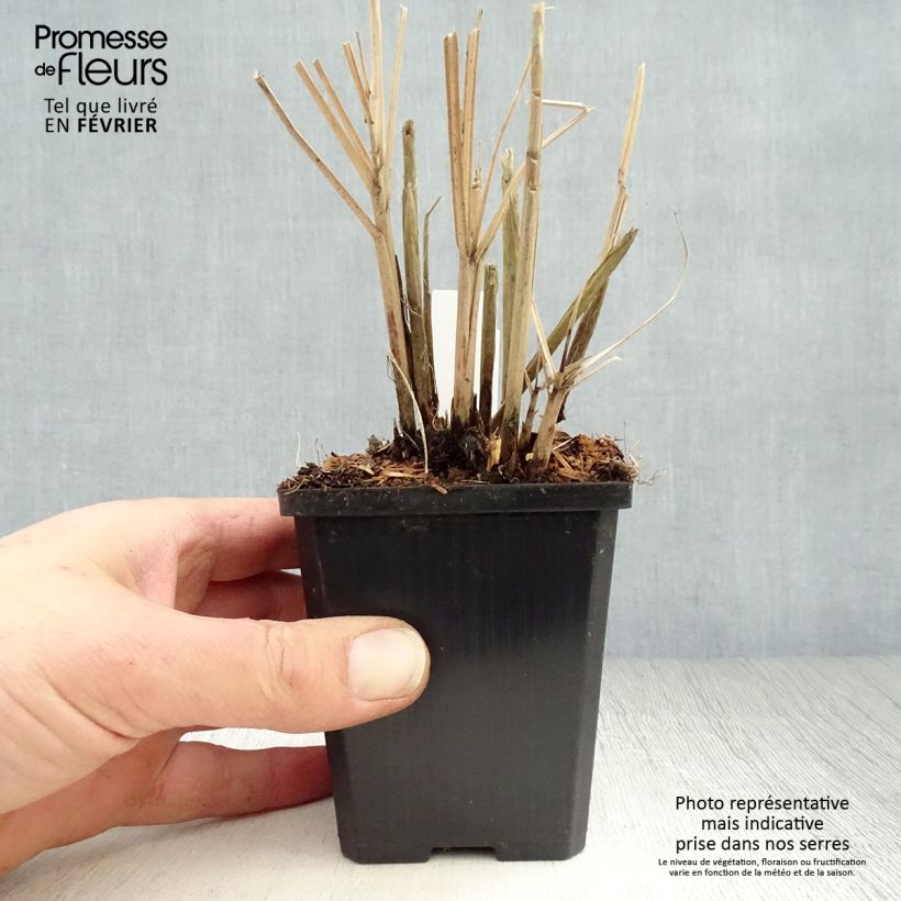 Miscanthus sinensis Red Chief - Silvergrass 8/9 cm pot sample as delivered in winter
