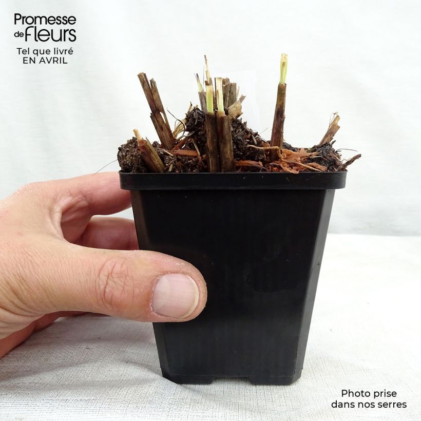 Miscanthus sinensis Red Chief - Silvergrass 8/9 cm pot sample as delivered in spring