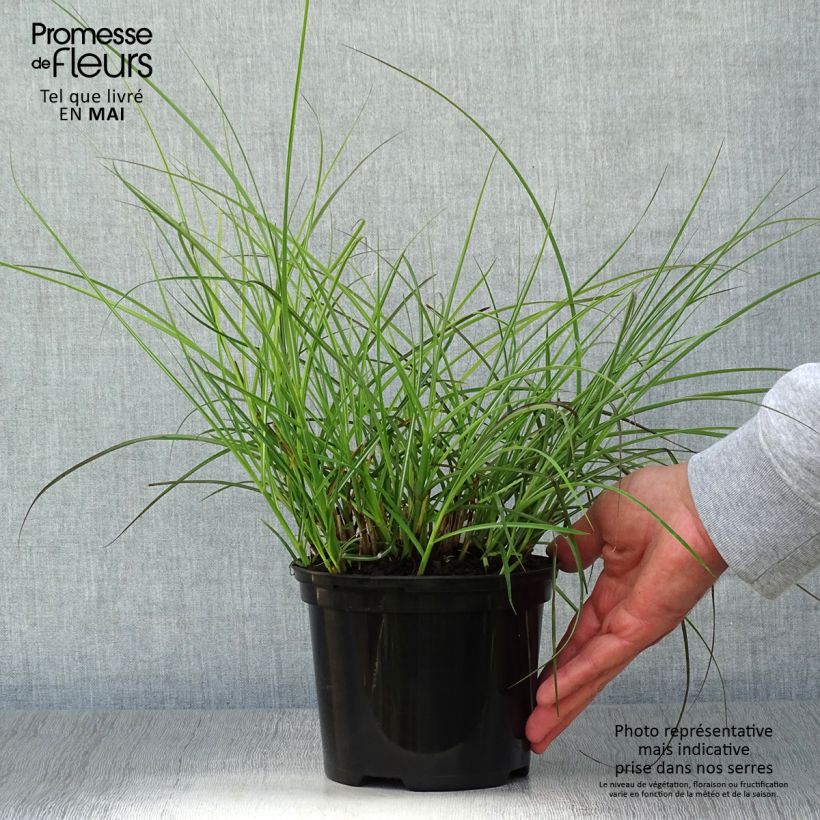 Miscanthus sinensis Red Chief - Silvergrass 1.5L/2L pot sample as delivered in spring