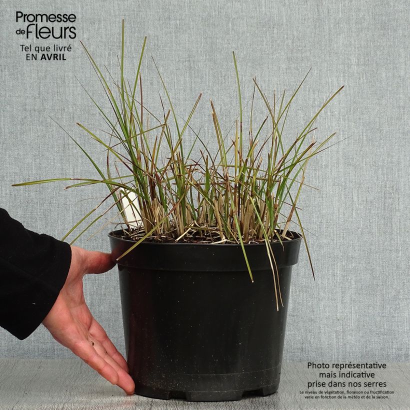 Miscanthus sinensis Red Chief - Silvergrass 4L/5L pot sample as delivered in spring