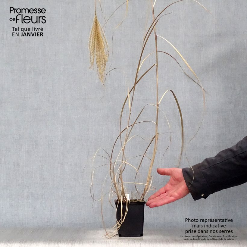 Miscanthus sinensis Rotsilber - Silvergrass 8/9 cm pot sample as delivered in winter