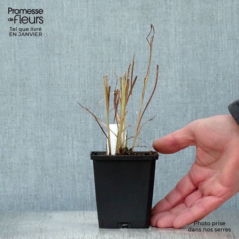 Miscanthus sinensis Silberfeder - Silvergrass 8/9 cm pot sample as delivered in winter