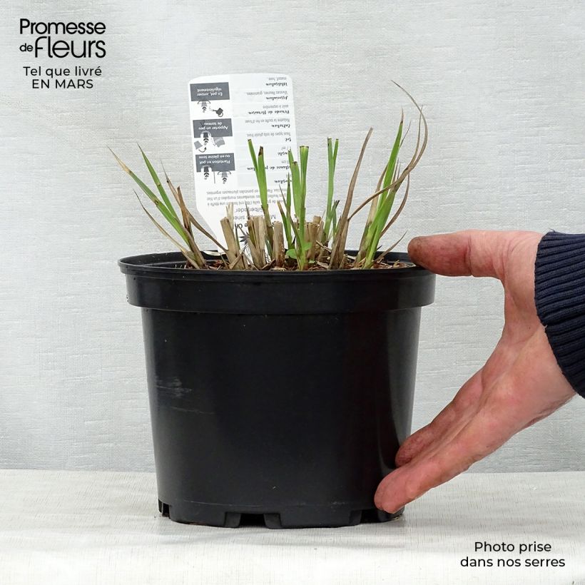 Miscanthus sinensis Silberfeder - Silvergrass 2L/3L pot sample as delivered in spring