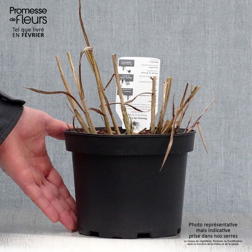 Miscanthus sinensis Silberfeder - Silvergrass 2L/3L pot sample as delivered in winter