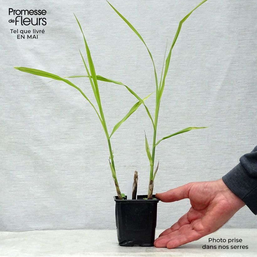 Miscanthus sinensis Silberfeder - Silvergrass 8/9 cm pot sample as delivered in spring
