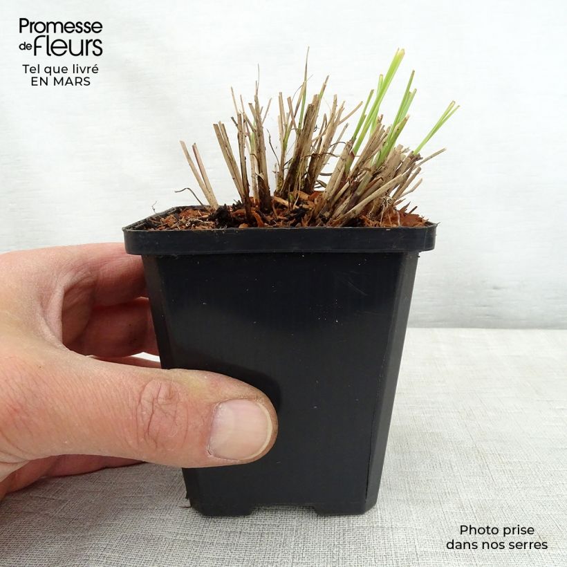 Miscanthus sinensis Silberspinne - Silvergrass 8/9 cm pot sample as delivered in spring