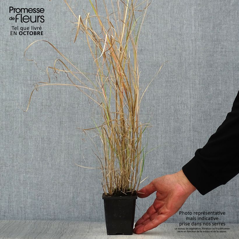 Miscanthus sinensis Silberspinne - Silvergrass 8/9 cm pot sample as delivered in autumn