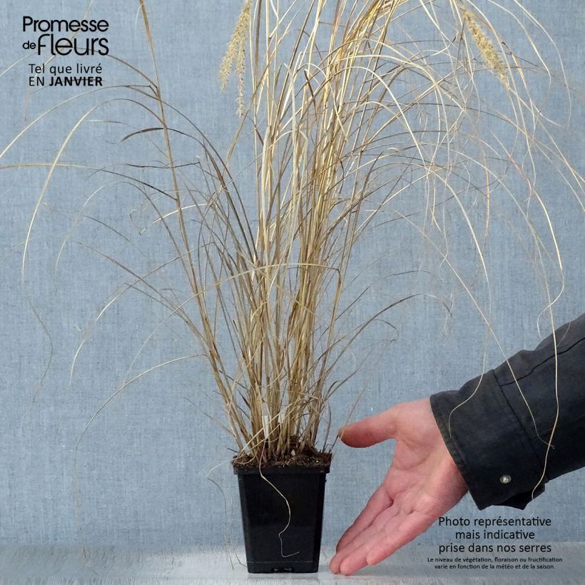 Miscanthus sinensis Silberspinne - Silvergrass 8/9 cm pot sample as delivered in winter
