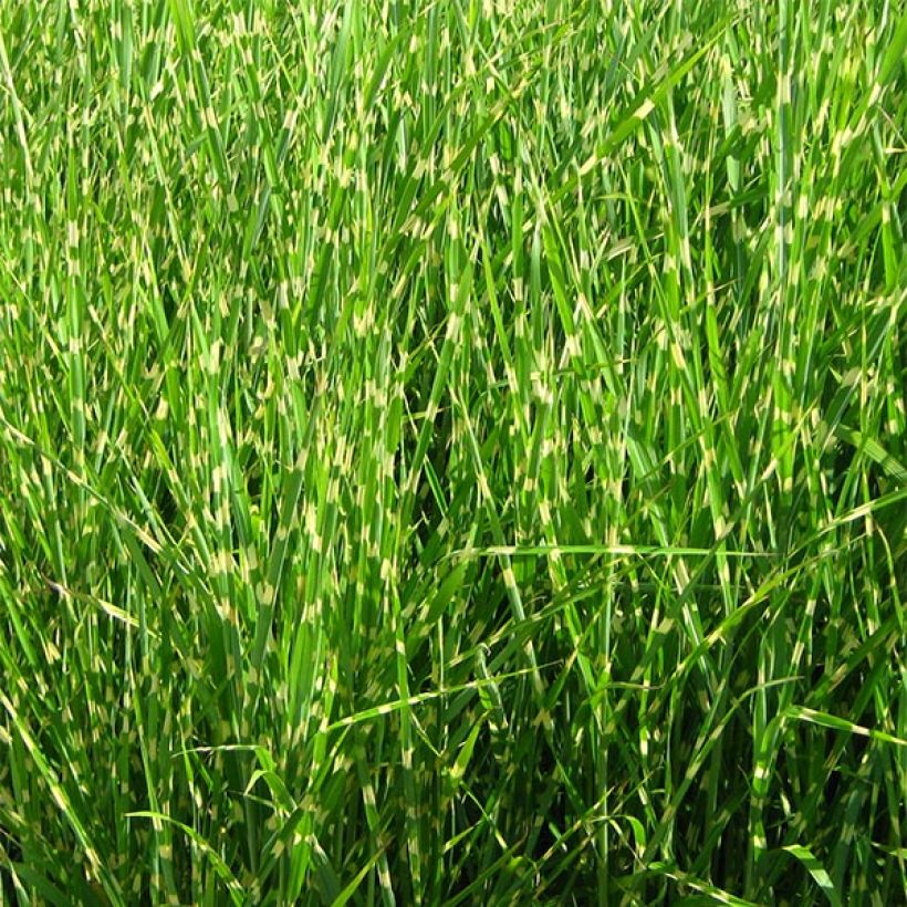 Miscanthus sinensis Strictus - Silvergrass (Plant habit)