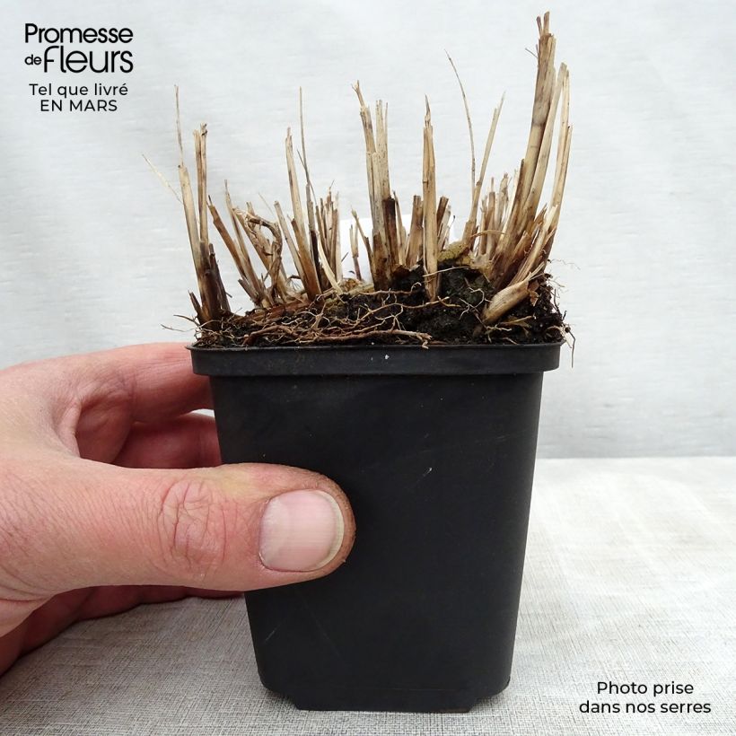 Miscanthus sinensis Strictus Dwarf - Silvergrass 8/9 cm pot sample as delivered in spring