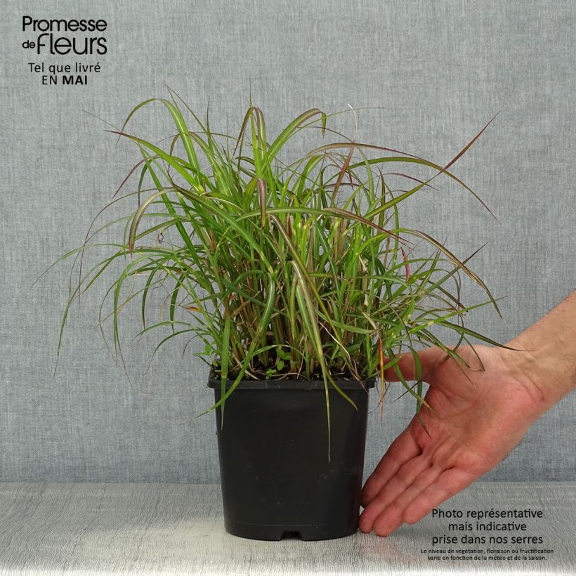 Miscanthus sinensis Strictus Dwarf - Silvergrass 2L/3L pot sample as delivered in spring