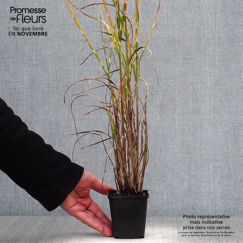 Miscanthus sinensis Strictus - Silvergrass 8/9 cm pot sample as delivered in autumn