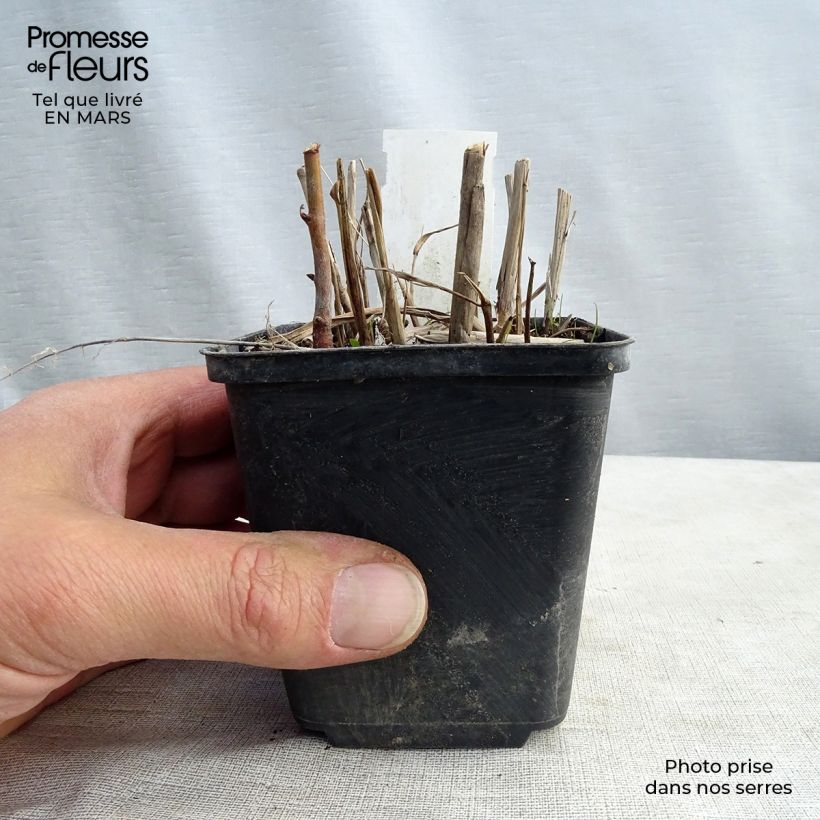 Miscanthus sinensis Strictus - Silvergrass 8/9 cm pot sample as delivered in spring