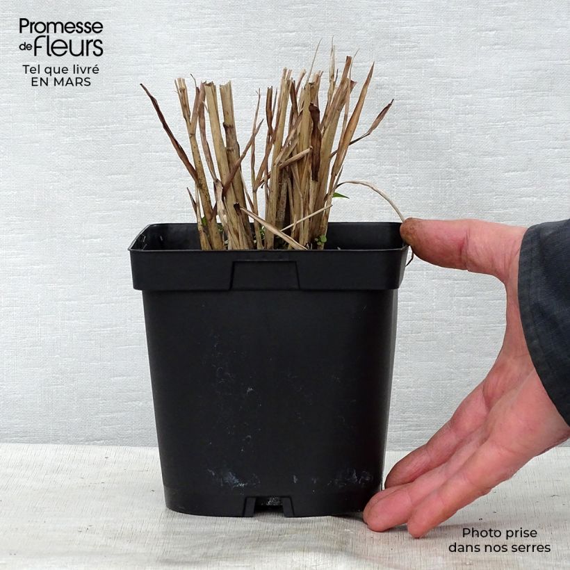 Miscanthus sinensis Strictus - Silvergrass 2L/3L pot sample as delivered in spring