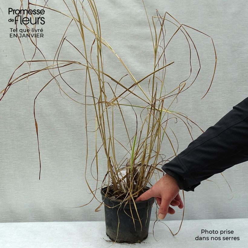 Miscanthus sinensis Variegatus 2L/3L pot sample as delivered in winter