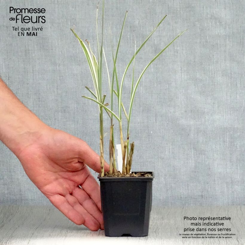 Miscanthus sinensis Variegatus 8/9 cm pot sample as delivered in spring