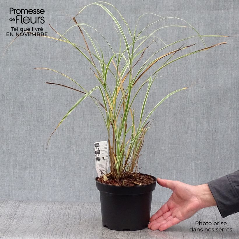Miscanthus sinensis Variegatus 2L/3L pot sample as delivered in autumn