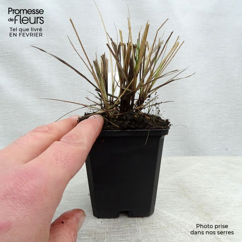 Miscanthus sinensis Yaku-Jima - Silvergrass 8/9 cm pot sample as delivered in winter