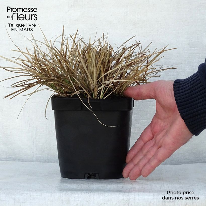 Miscanthus sinensis Yaku-Jima - Silvergrass 2L/3L pot sample as delivered in spring