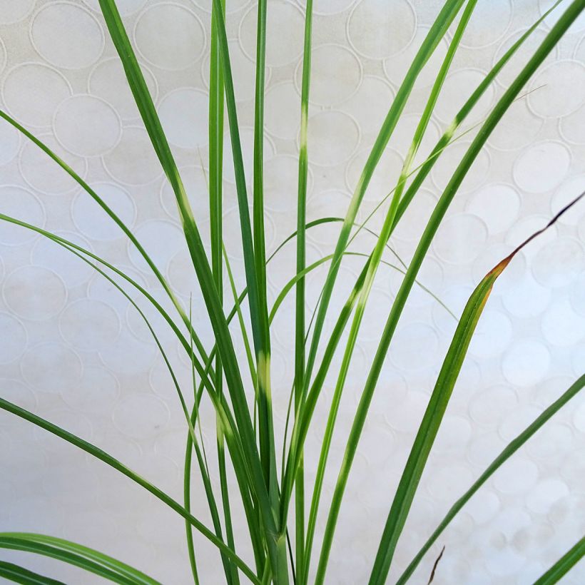Miscanthus sinensis Zebrinus - Silvergrass (Foliage)