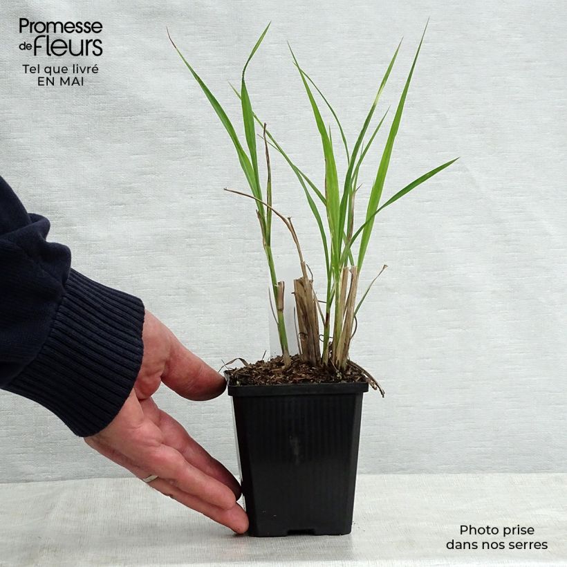 Miscanthus sinensis Zebrinus - Silvergrass 8/9 cm pot sample as delivered in spring