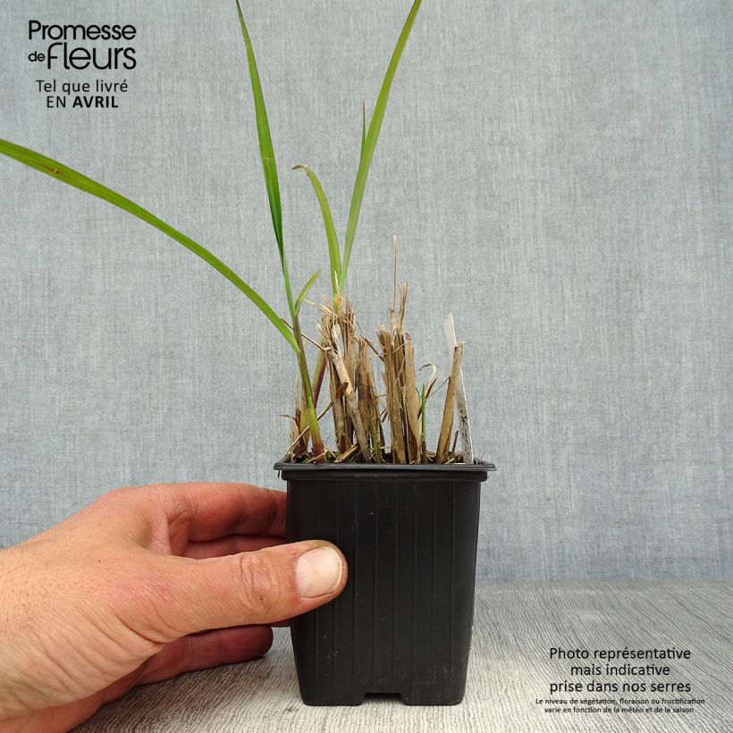 Miscanthus transmorrisonensis 8/9 cm pot sample as delivered in spring