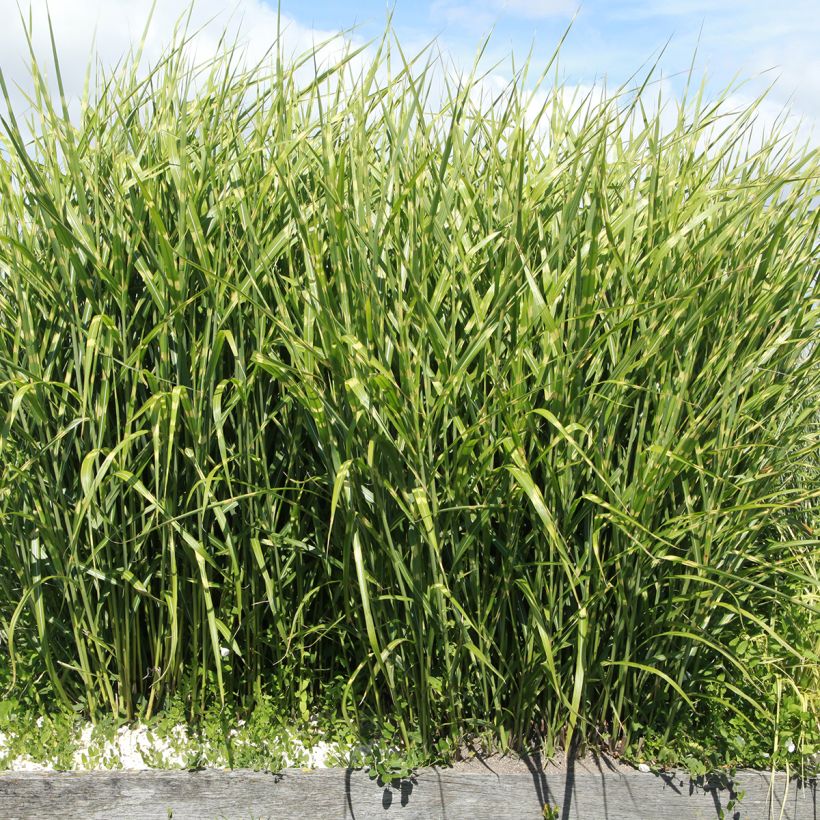 Miscanthus sinensis Giraffe - Silvergrass (Plant habit)