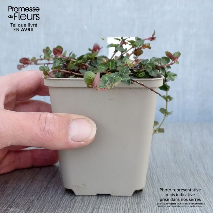 Mitchella repens 8/9 cm pot sample as delivered in spring