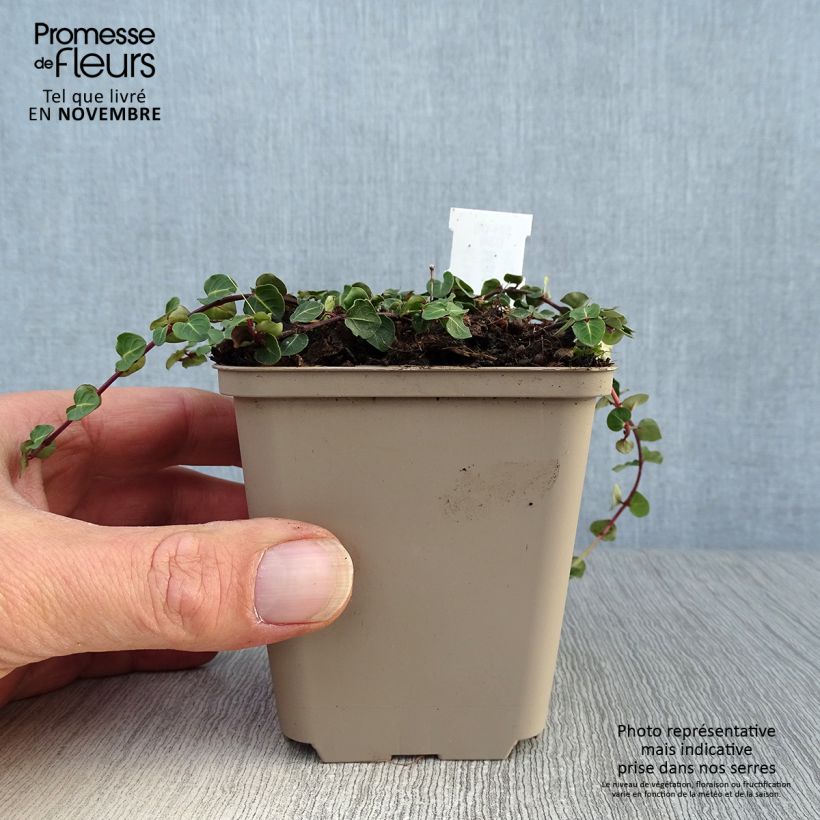 Mitchella repens 8/9 cm pot sample as delivered in autumn