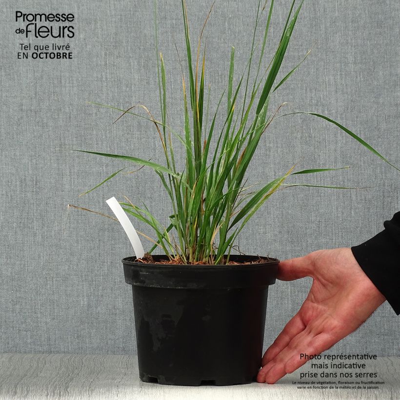 Molinia caerulea subsp. arundinacea Karl Foerster - Purple Moor-grass 2L/3L pot sample as delivered in autumn