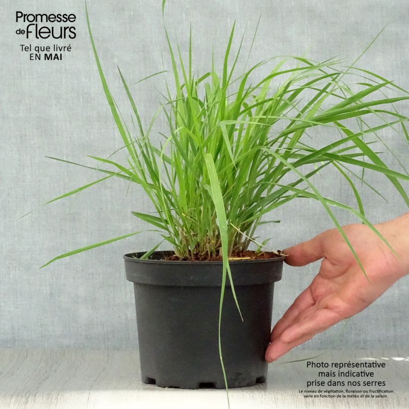 Molinia caerulea subsp. arundinacea Karl Foerster - Purple Moor-grass 2L/3L pot sample as delivered in spring
