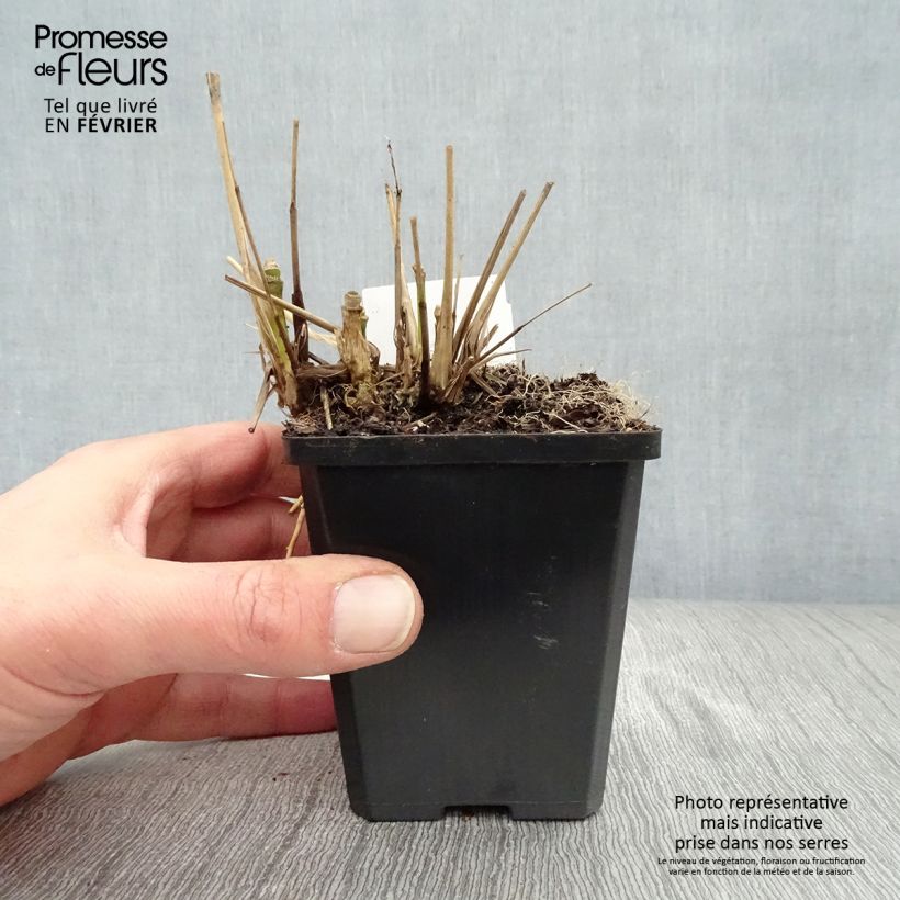 Molinia caerulea Windsaule - Purple Moor-grass 8/9 cm pot sample as delivered in winter
