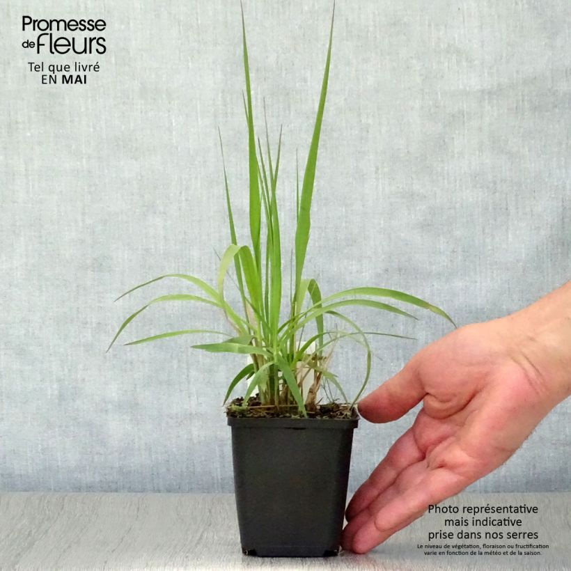 Molinia caerulea Windsaule - Purple Moor-grass 8/9 cm pot sample as delivered in spring