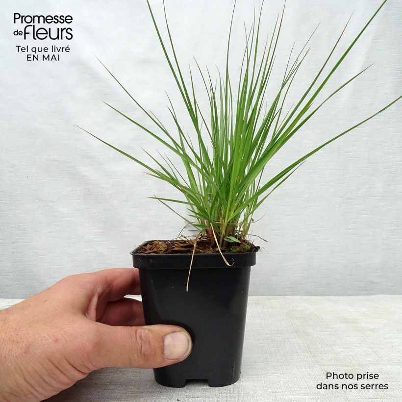 Molinia caerulea Edith Dudszus - Purple Moor-grass 8/9 cm pot sample as delivered in spring