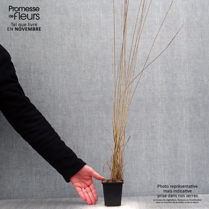 Molinia caerulea Edith Dudszus - Purple Moor-grass 8/9 cm pot sample as delivered in autumn