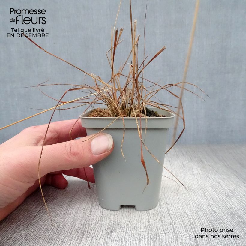 Molinia caerulea Edith Dudszus - Purple Moor-grass 8/9 cm pot sample as delivered in winter