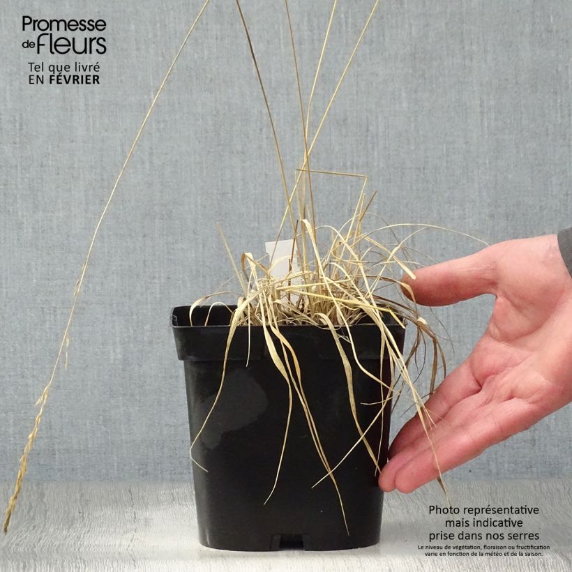 Molinia caerulea Edith Dudszus - Purple Moor-grass 2L/3L pot sample as delivered in winter