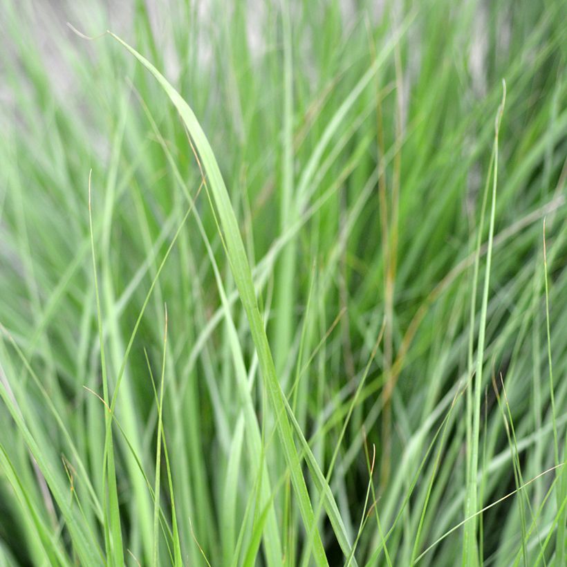 Molinia caerulea subsp. caerulea Heidezwerg - Purple Moor-grass (Foliage)