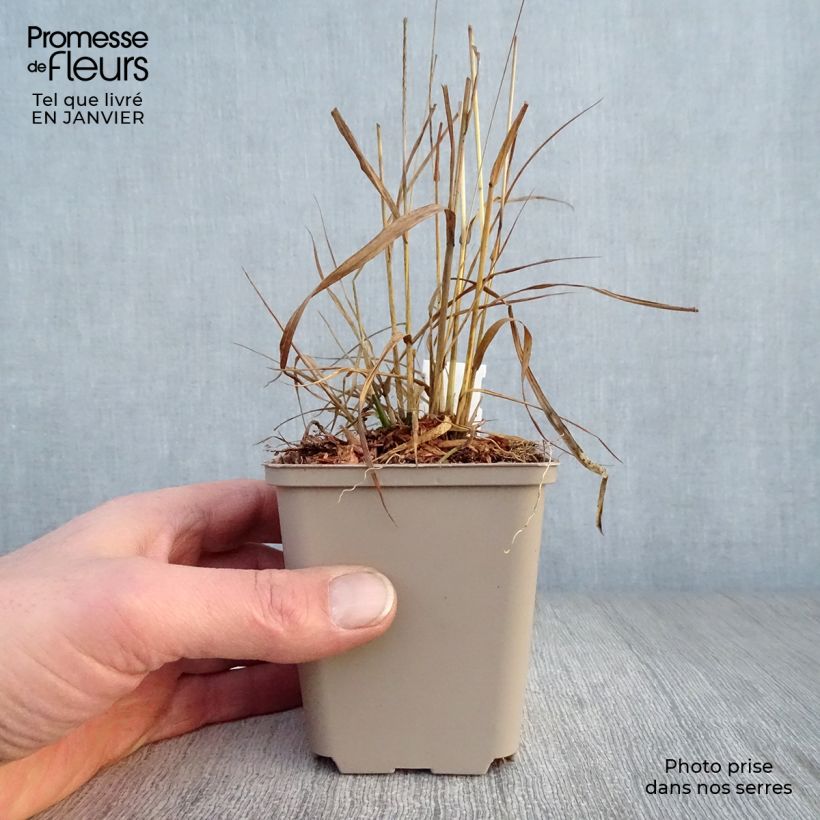 Molinia caerulea Moorhexe - Purple Moor-grass 8/9 cm pot sample as delivered in winter