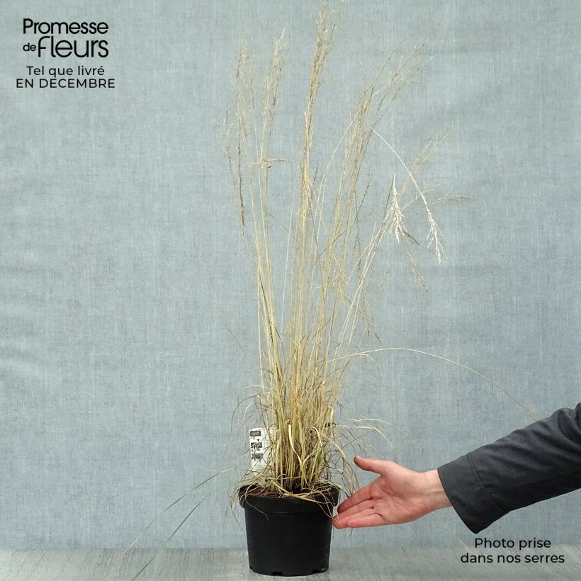 Molinia caerulea Moorhexe - Purple Moor-grass 2L/3L pot sample as delivered in winter
