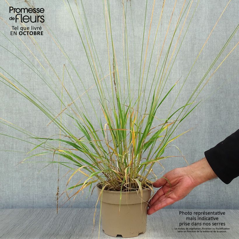 Molinia caerulea Moorhexe - Purple Moor-grass 2L/3L pot sample as delivered in autumn