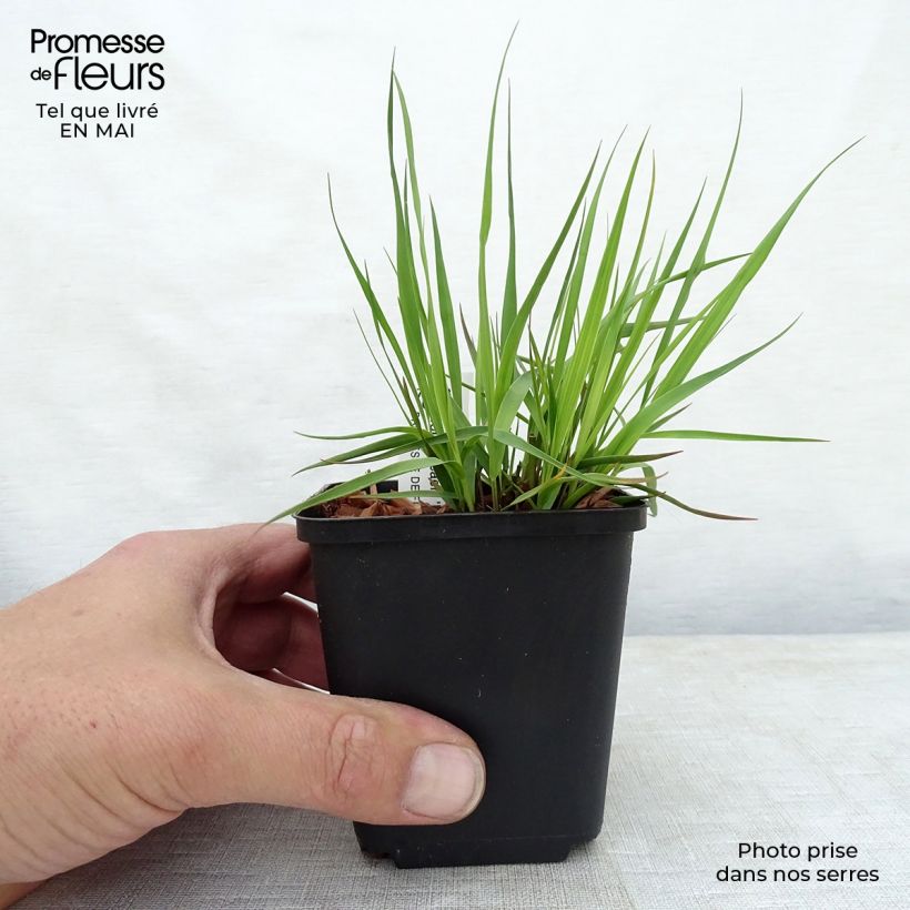 Molinia caerulea Moorhexe - Purple Moor-grass 8/9 cm pot sample as delivered in spring