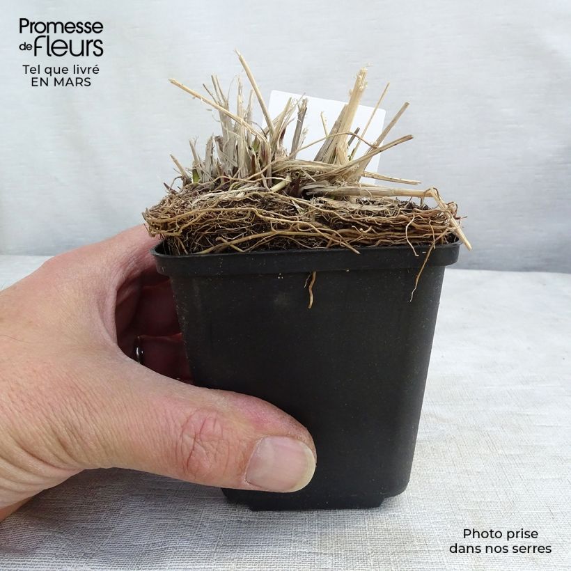 Molinia caerulea subsp. arundinacea Fontäne - Purple Moor-grass 8/9 cm pot sample as delivered in winter
