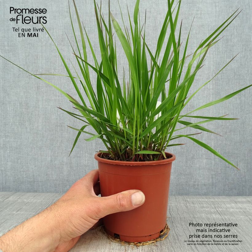 Molinia caerulea subsp. arundinacea Fontäne - Purple Moor-grass 1L/1.5L pot sample as delivered in spring