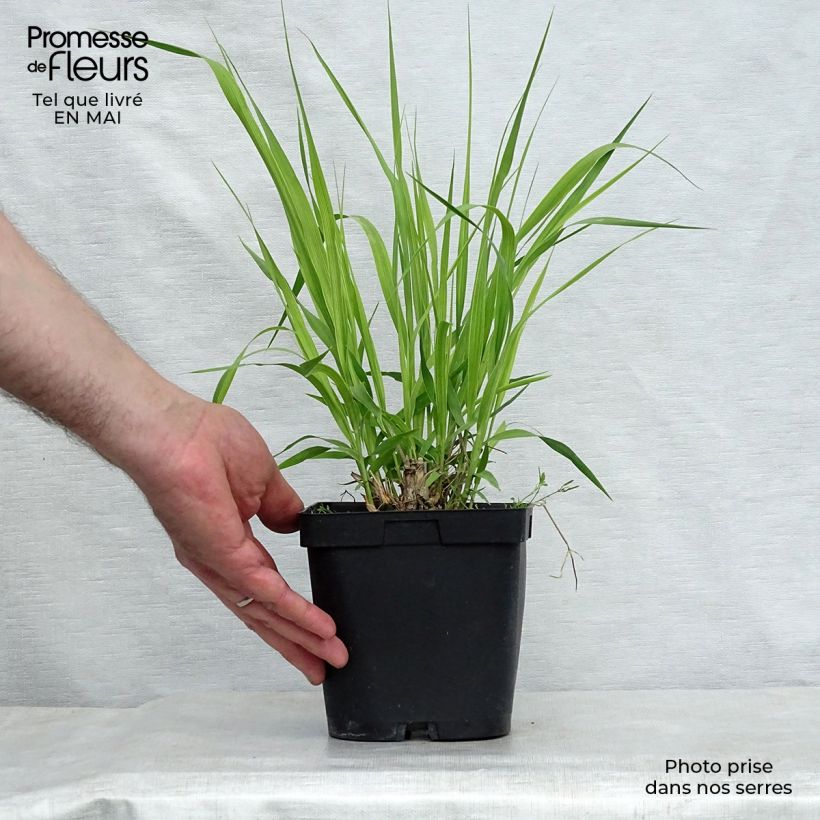 Molinia caerulea subsp. arundinacea Skyracer - Purple Moor-grass 2L/3L pot sample as delivered in spring
