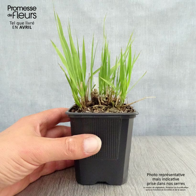 Molinia caerulea susbp. arundinacea Transparent - Purple Moor-grass 8/9 cm pot sample as delivered in spring