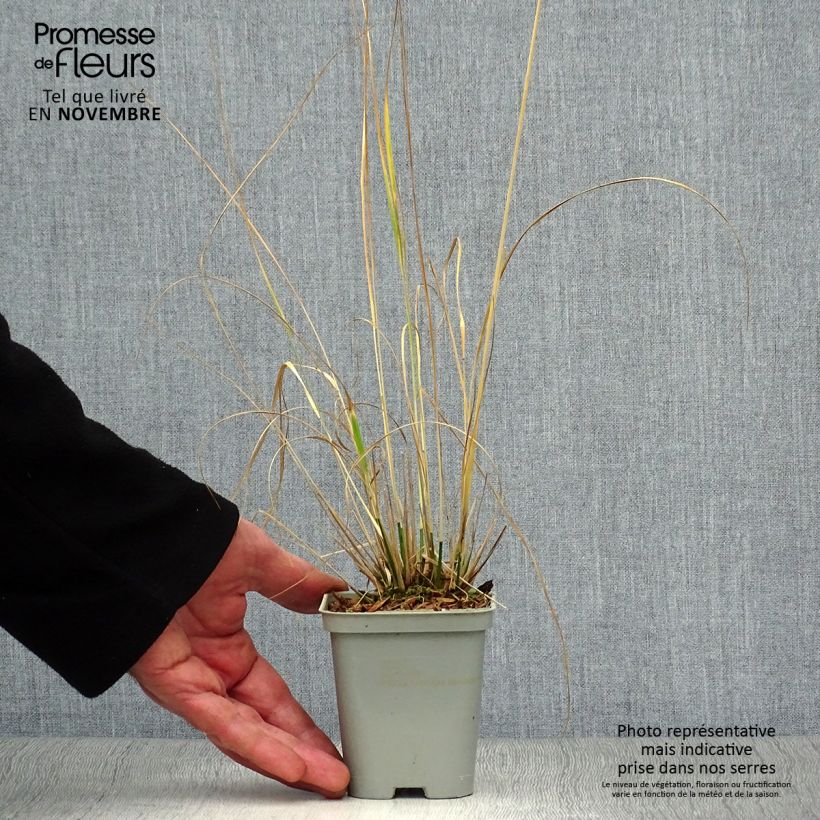 Molinia caerulea subsp. caerulea Heidebraut - Purple Moor-grass 8/9 cm pot sample as delivered in autumn
