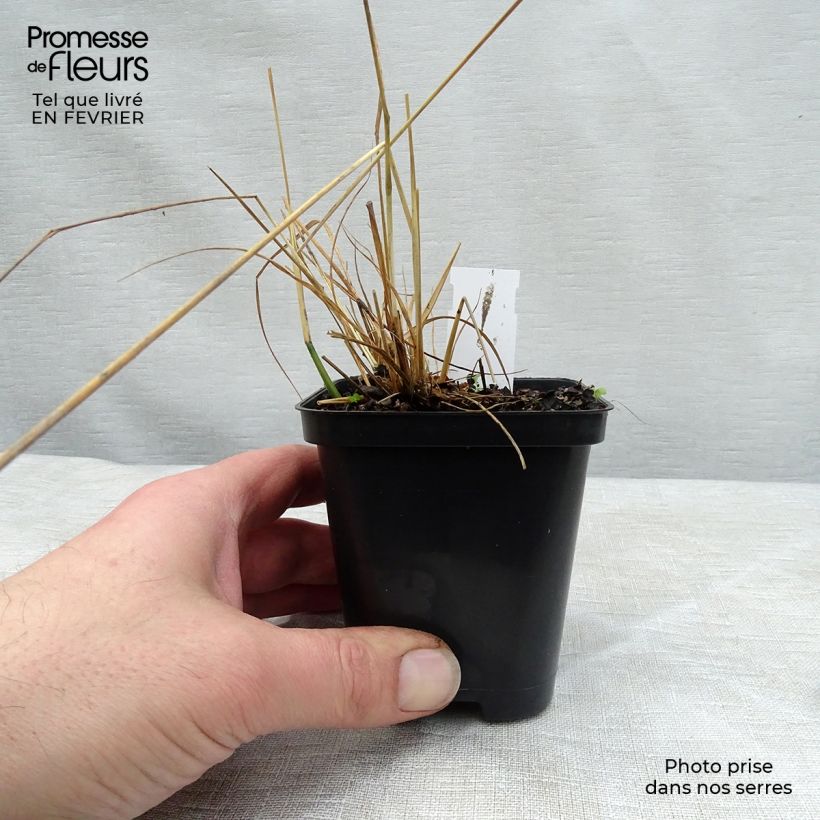 Molinia caerulea subsp. caerulea Heidebraut - Purple Moor-grass 8/9 cm pot sample as delivered in winter