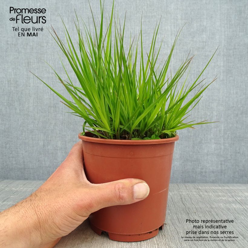 Molinia caerulea subsp. caerulea Heidebraut - Purple Moor-grass 1L/1.5L pot sample as delivered in spring