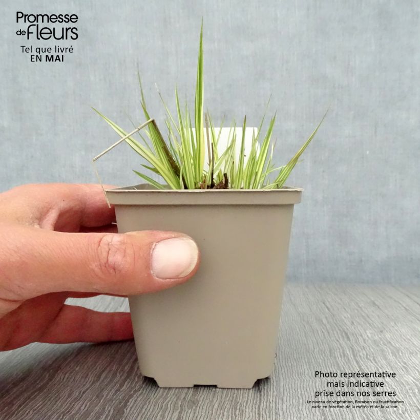 Molinia caerulea susbp. caerulea Variegata - Purple Moor-grass 8/9 cm pot sample as delivered in spring